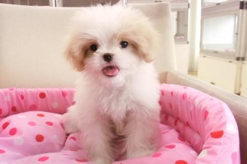 成約済の大阪府のミックス犬-1043の5枚目